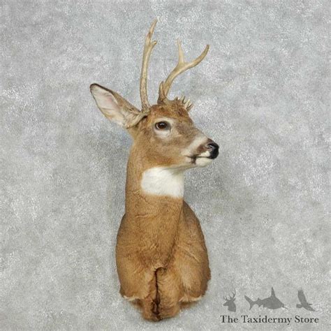 Whitetail Deer Shoulder Mount For Sale 14109 The Taxidermy Store