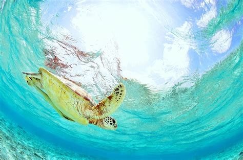 Komodo Turtle Rushkult