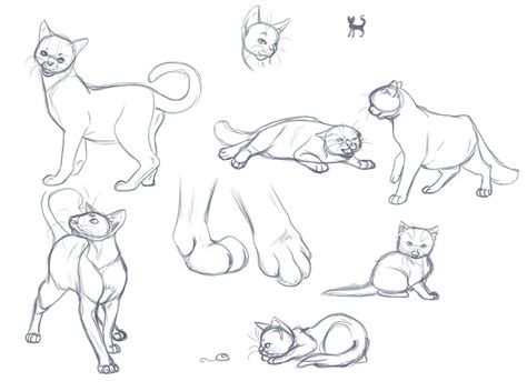 Cat Anatomy For Drawing At Getdrawings Free Download