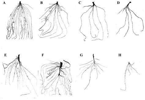 Agronomy Free Full Text Morphophysiological Responses Of Two Cool