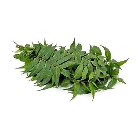 Orgo Fresh Neem Leaves Veppilai Leaf Ntuc Fairprice