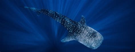 Whale Shark Facts For Kids Jellyquest