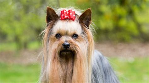 Yorkshire Terrier Köpek Cinsi Hakkında Bilgiler Zoo Blog