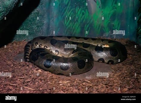 Green Anaconda Hi Res Stock Photography And Images Alamy