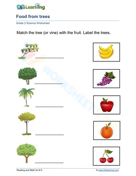 Trees And Fruits Worksheet