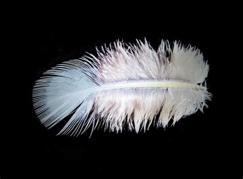 Feather Down Bird Free Photo On Pixabay Pixabay