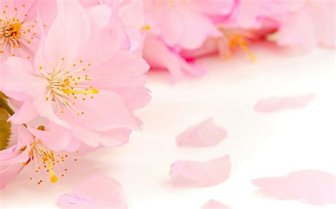 Pink Cherry Blossom Bunga Bunga Kecantikan Kelopak Kabur Benang