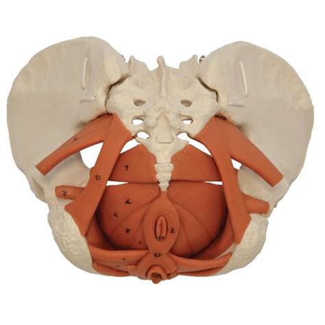 Attached to the pelvis are muscles of the buttocks, the lower back, and the thighs. Female Pelvis with Pelvic Floor Musculature | Pelci Floor ...
