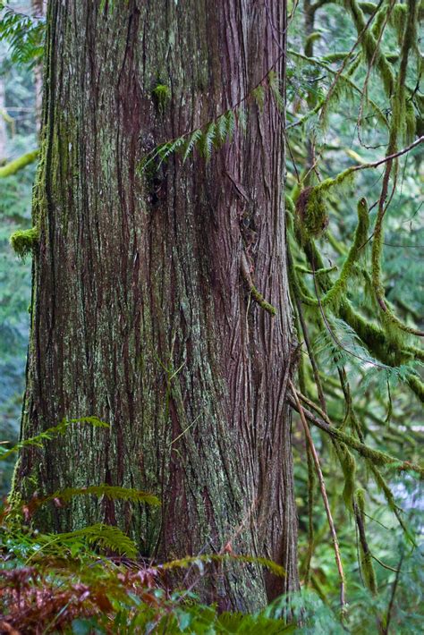 Western Red Cedar The Tree Of Life In The Pacific Northw Me