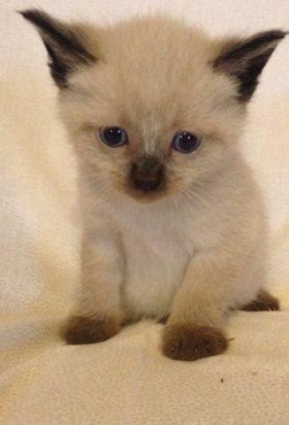 Our kitten is absolutely stunning and you can tell he has been very properly socialized. Siamese kittens for Sale in Clarksfield, Ohio Classified ...