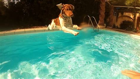Gopro Slow Motion Test Dog Jumps Into The Pool Youtube