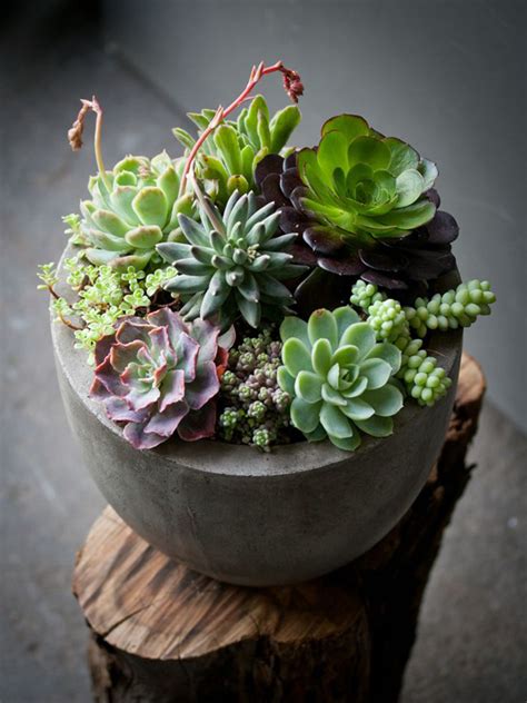 Garden design for home with low maintenance tiny garden collections. 35 Awesome Succulents Garden Ideas | HomeMydesign