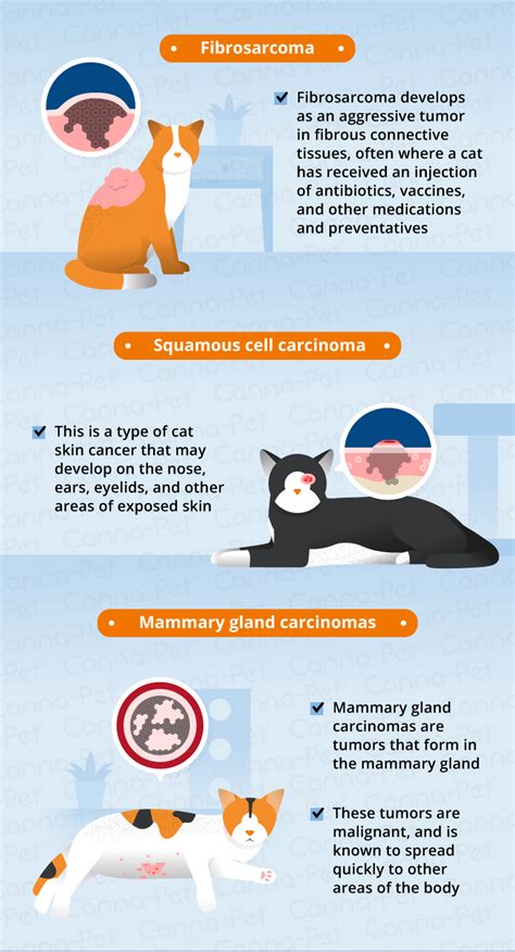 Skin Cancer In Cats Signs