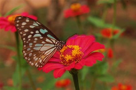 Butterfly On Pink Flower Wallpapers Share