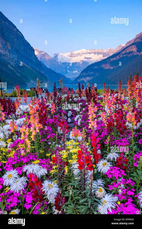 Flower Display In Front Of Chateau Lake Louise Banff National Park