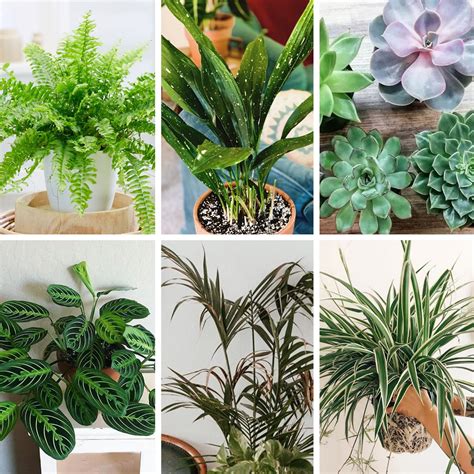 Pet Friendly Indoor Plants | LemonThyme