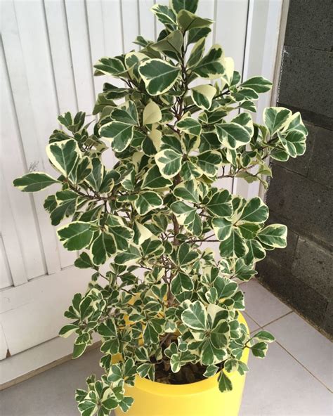 15 different types of ficus plants for home and garden go get yourself