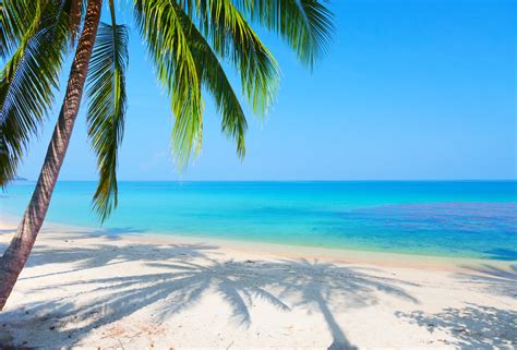 Free Download Beach Reflection Landscape Palm Tree Sea Wallpaper