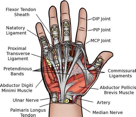 Transverse Ligament Hand