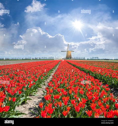 Traditional Dutch Landscape With Fields Of Tulip Flowers And Windmills