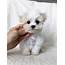 Teacup Maltipoo Puppy For Sale Los Angeles California  IHeartTeacups
