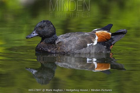 Paradise Shelduck Stock Photo Minden Pictures