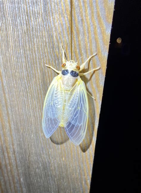 Cicada Time Lapse From Maryland Oc Broodx2021