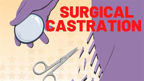 Male Surgical Castration Youtube