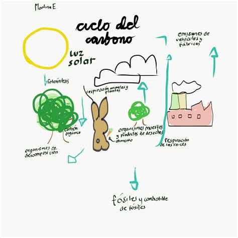 Sintético 97 Foto Dibujo Sobre El Ciclo Del Carbono Actualizar