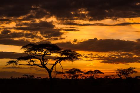 Acacia Trees At Sunrise Anne Mckinnell Photography