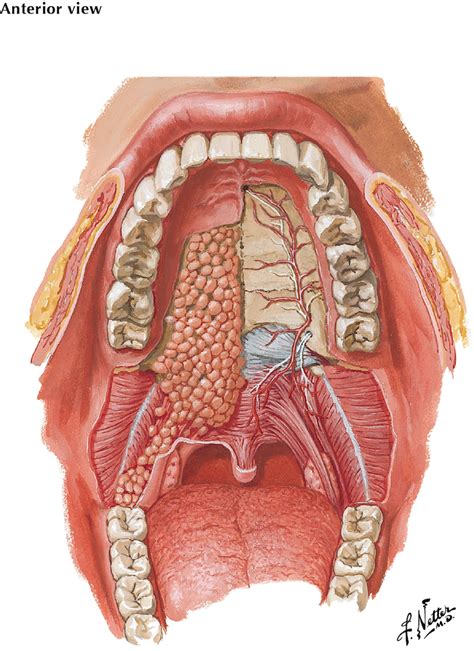 Sore Throat Diagram