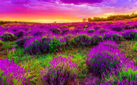 Spring Field With Purple Flowers Sky Clouds Beautiful Landscape Background