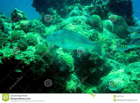 Coral Reef Tropical Fish And Ocean Life In The Caribbean