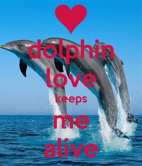 Dolphin Love 1920x1080 Driverlayer Search Engine