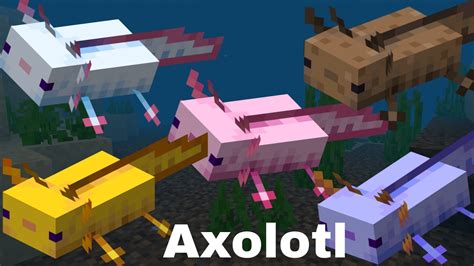 How To Team Up With An Axolotl In Minecraft Mudfooted