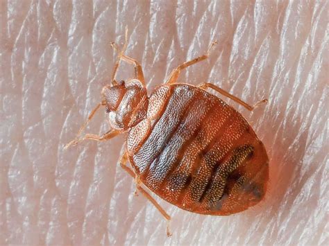 Bed Bug On Skin Pointe Pest Control Chicago Pest Control And