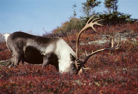Free Picture Caribou Feeding Field
