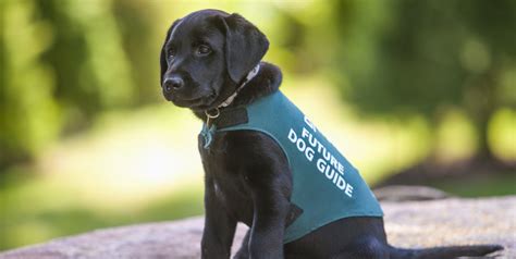 Join Zoom Call With Guide Dog Puppies Thanks To Guide Dogs Australia