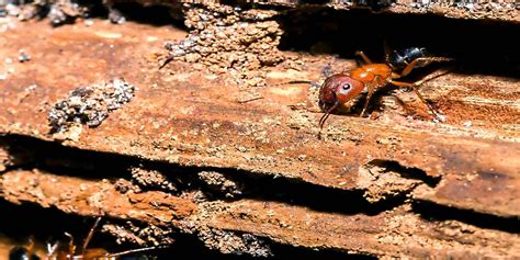 The Difference Between Carpenter Ants Vs Regular Ants