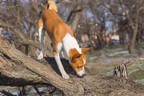 Basenji Dog Breed Information