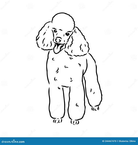 Sketch Of Poodle Dog Breed Stock Vector Illustration Of Cartoon