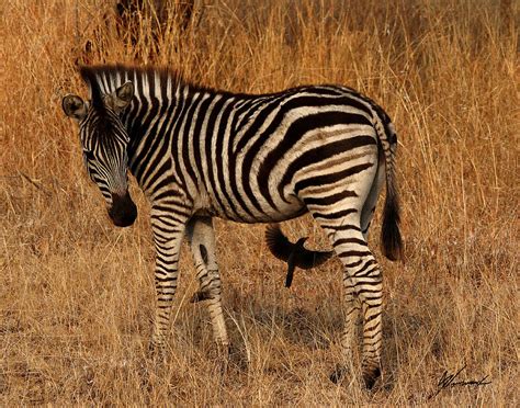 Little Zebra Photograph By Sarah Lalonde Fine Art America