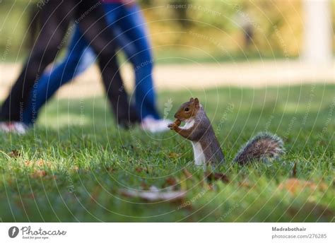 Squirrels In The Park A Royalty Free Stock Photo From Photocase