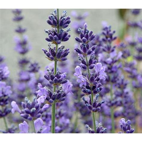 Lavender Herb Perennial Very Fragrant Refreshingcalming 5 Pot
