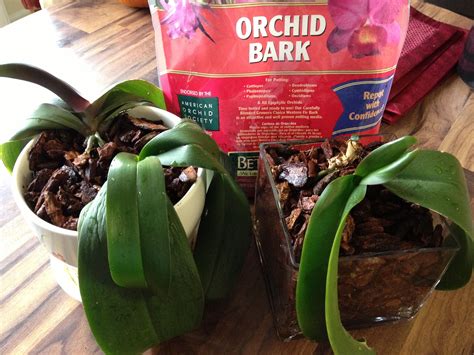 Repotting Orchids With New Bark 1 Separate Roots And Remove Old Mix 2