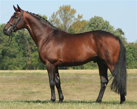 Hanoverian Horse Info Origin History Pictures