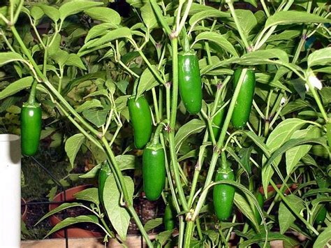 Jalapeno Pepper Plant Growing And Caring For Jalapeno Peppers