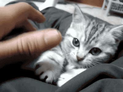 Gif kitty cat funny cute kawaii cats glasses omfg why cat gif. Sharing Funny cats - part 44 (30 pics + 10 gifs) Love ~ I ...