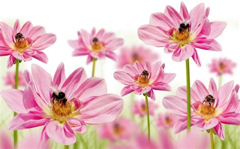 Pink Flowers Nature Bees 2560x1600 Hd Wallpaper 1753002