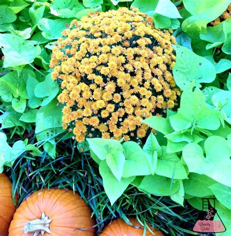Complete Fall Container Garden Guide In Three Easy Steps Fall